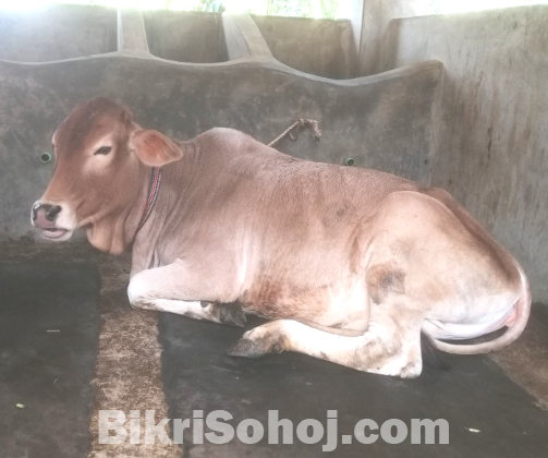 Cow